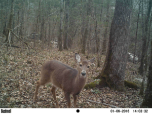 Application Spotlight - Deer in the Headlights
